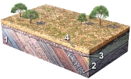 <strong>What type of feature is represented by the boundary between geologic units 2 and 3? </strong> A) cleavage B) unconformity C) anticline D) joint