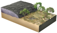 <strong>The geologic relationships in this figure indicate that the lava flow: </strong> A) pushed the trees over B) overlies an angular unconformity C) is younger than the landscape surface partially covered by the lava flow D) that materials beneath the lava flow were uplifted from great depth