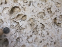 <strong>The impressions of fossil shells in this photograph probably indicate that the rock was deposited: </strong> A) by the wind B) in the sea C) in a dry climate D) in a forest