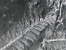 <strong>The fossil fern in this photograph probably indicate that the rock was deposited: </strong> A) by the wind B) in the deep ocean C) in the shallow ocean D) on land