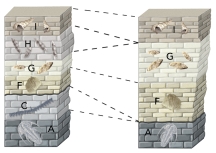 <strong>Unit C is present in the left column but not the right column because: </strong> A) rocks in the right column were tilted and eroded B) it was not deposited or was eroded away C) it has different kinds of fossils than rocks in the right column D) all of these