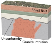 <strong>What would fossil ages from the geologic timescale and an isotopic age on the granite tell us about the age of the unconformity? </strong> A) The unconformity is older than the isotopic age of the granite. B) The unconformity is older than the age assigned to the fossils. C) The granite is younger than the unconformity. D) It is not possible to have fossils preserved so close to granite. E) None of these.