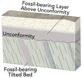 <strong>What would fossil ages from the geologic timescale tell us about the age of this unconformity? </strong> A) The unconformity is younger than the fossil ages on the tilted bed. B) The unconformity is older than the fossil ages in layers above the unconformity. C) The amount of time represented by the unconformity can be approximately bracketed by the ages of the fossils above and below. D) All of these.