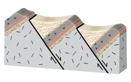 <strong>What will happen during movement on these normal faults? </strong> A) the crust will thicken and the region will be uplifted B) the crust will thin and the region will be uplifted C) the fault blocks will rotate in the same direction, like books sliding on a shelf D) the blocks will be uplifted or downdropped with only minor rotation