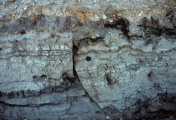 <strong>In the trench pictured to the right, the information most important to a geologist studying a prehistoric earthquake is: </strong> A) there are layers of sediment and soil B) the sediment is light colored C) there is a vertical crack in the trench wall D) the layers have been offset a measurable distance across a crack