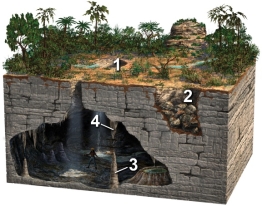 <strong>Which of these four numbered features on the surface or in a cave are formed by the precipitation of calcium carbonate, due to the evaporation of water? </strong> A) 1 and 2 B) 2 and 3 C) 3 and 4 D) 1 and 3 E) 1 and 4