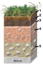 <strong>Which of the numbered soil horizons are most likely to represent an accumulation of organic debris? </strong> A) 1 and 2 B) 2 and 3 C) 3 and 4 D) 4 and 5 E) all of these