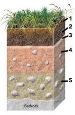 <strong>Which of the numbered soil horizons is most likely to have remnants of weathered bedrock? </strong> A) 1 B) 2 C) 3 D) 4 E) 5
