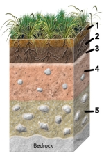 <strong>Which of the numbered soil horizons is most likely to have clay or calcium carbonate? </strong> A) 1 B) 2 C) 3 D) 4 E) 5