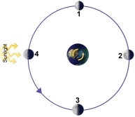 <strong>This figure shows the moon at four different positions, representing four different times, as it orbits around Earth. At which position would there be a full moon as seen from Earth?  </strong> A) 1 B) 2 C) 3 D) 4 <div style=padding-top: 35px> 