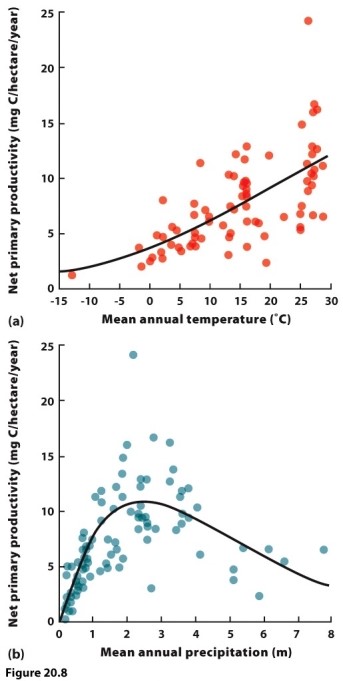 (Figure 20.8) The figure shows that as mean annual temperature increases, net primary productivity also increases. Net primary productivity increases with mean annual precipitation until approximately 3 metres of precipitation, after which productivity declines. Why does this decline occur?