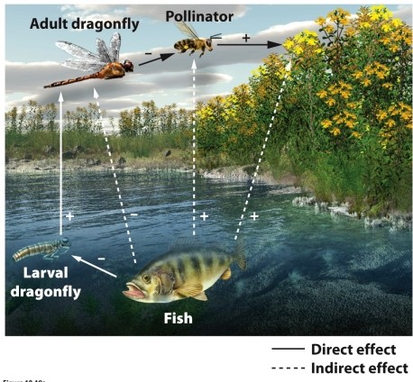 <strong> The presence of fish has a positive effect on shoreline flowering plants. Which lines in the diagram reflect a negative direct effect?</strong> A) fish → adult dragonfly B) fish → pollinator C) fish → larval dragonfly D) adult dragonfly → plants
