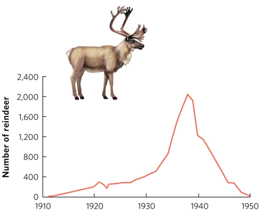   A herd of 25 caribou was introduced to St. Paul Island in 1911. The line shows the number of caribou on the island. Which describe(s) the entire figure correctly? I. The pattern fits the exponential model of population growth. II. The population experienced an overshoot. III. The population experienced a die-off.