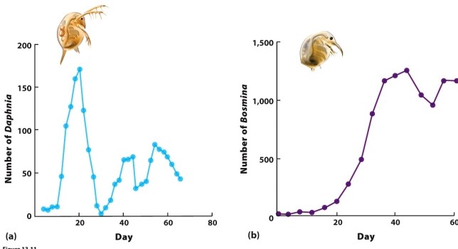 .   Which of the following is MOST likely to explain why Daphnia exhibits greater oscillations in population size than Bosmina?