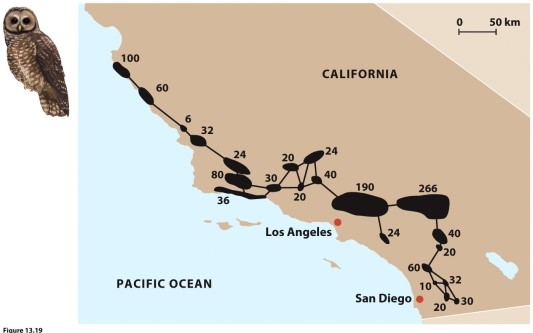    This figure shows a metapopulation for the California spotted owl. Describe two ways in which this real metapopulation differs from the assumptions of the basic model of metapopulation dynamics, = (1 − e/c).