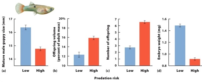 Use this figure to answer questions 21 to 23. -Which panel best illustrates the most direct effect of predation?