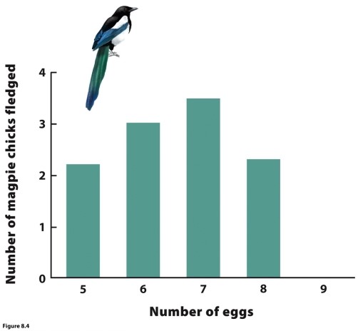 Use this figure to answer questions 27 and 28. -According to the figure, what are the implications of producing five versus eight eggs? Which option should be favoured by natural selection?
