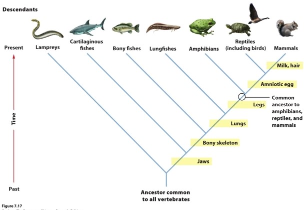 Use the following figure to answer questions 46 and 47. -Based on the phylogeny in the figure, which traits are shared by bony fishes and amphibians?