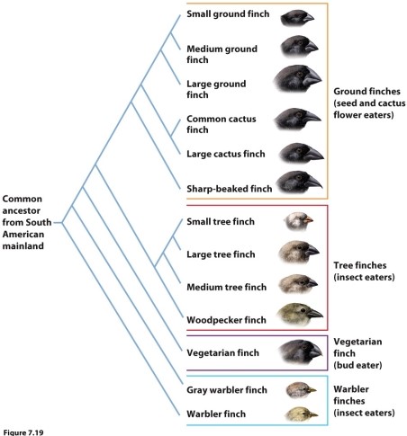 Based on the phylogeny of the Galapagos finches, which statement is correct?
