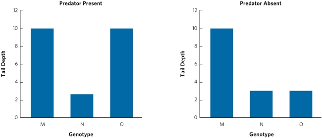 Use the following graphs and information to answer questions 13, 14, and 15. This figure shows the tail shape developed by three tadpole genotypes (M, N, and O), when raised in an environment with predators and an environment without predators. In the presence of predators, tadpoles with large tails have high fitness and tadpoles with small tails have low fitness. When predators are not present, tadpoles with large tails have low fitness and tadpoles with small tails have high fitness.    -Which genotype(s) exhibit(s) phenotypic plasticity in response to predators?
