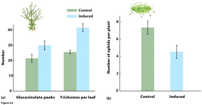 <strong> Consider the nearby figure, which shows how Virginia pepperweed responds to herbivores. Which of the following conclusions can we make solely using the data shown? I) Plants increased glucosinolate production when aphids were present. II) Plants with more glucosinolate and trichomes had fewer aphids. III) Producing glucosinolate and trichomes reduced plant fitness when aphids were absent.</strong> A) I only B) II only C) III only D) I and II only E) I, II, and III