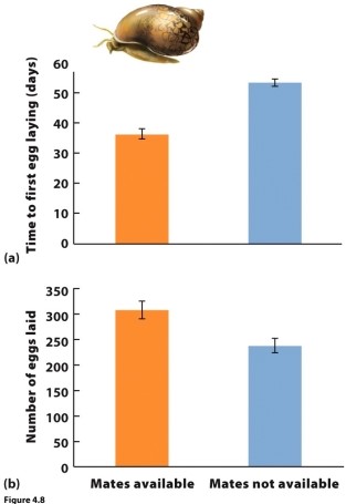    Refer to the nearby figure to answer this question. Describe the phenotypic plasticity of common pond snails in the absence of mates, and explain the costs and benefits of that phenotypic plasticity.