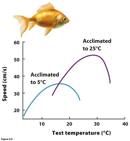    Based on the nearby figure, describe the phenotypic trade-offs of a fish being acclimated to 25°C compared with a fish acclimated to 5°C.