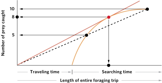 <strong> A forager that selects food type based on a balance of the energy provided, handling time, and abundance displays</strong> A) optimal diet composition. B) diet mixing. C) risk-sensitive foraging. D) central-place foraging.