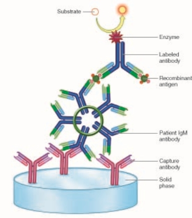 The best name for the assay in the figure below would be   