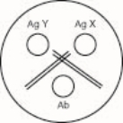 <strong> The Ouchterlony in the figure shows </strong> A)a line of nonidentity and a line of partial identity B)two lines of full identity C)two antigens in Ag X that are not the same as two ags in Ag Y D)two antigens in Ag Y that are not the same as the one antigen visible in antigen y
