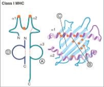 For each region of a class I MHC molecule listed in questions,match the lettered label (A-D)from the diagram shown below. -CD8-binding site