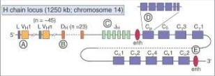 The figure depicts the germline organization of gene segments of the Ig heavy chain locus on chromosome 14.Choose the lettered label on the figure (A-E)that best matches the description in questions -A type of gene segment involved in somatic recombination events in Ig heavy chain and light chain as well as TCR a and b chain gene loci
