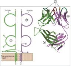 For each component of a T cell receptor listed in questions ,match the lettered region (A-C)shown in the figure. -Constant Ig domain