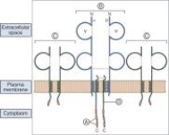 For each component of a T cell receptor complex listed in questions match the lettered item (A-D)shown in the figure. -CD3 protein