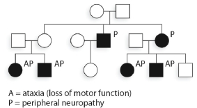 <strong>The accompanying hypothetical pedigree is for a family where some members have symptoms of Leigh syndrome, which is caused by an mtDNA mutation that reduces ATPase activity. Which of the following in the youngest generation might transmit the condition in the future?</strong> A)any of the women B)any of those affected C)any of the members of this generation D)only those with an affected mother E)any of the affected women