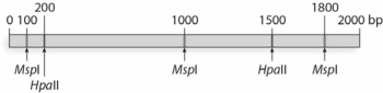 <strong>For the following gene, MspI and HpaII restriction sites and their positions are indicated here. Recall that HpaII is methylation sensitive, while MspI is not. If this gene is being actively transcribed, how many fragments would you expect from this restriction digest?</strong> A)1 B)3 C)4 D)5 E)6