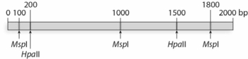 <strong>For the following gene, MspI and HpaII restriction sites and their positions are indicated here. Recall that HpaII is methylation sensitive, while MspI is not. If this gene is methylated, which of the following combinations of DNA fragments would you expect from this restriction digest?</strong> A)5 bands = 100 bp, 200 bp, 1000 bp, 1500 bp, and 1800 bp. B)4 bands = 100 bp, 200 bp, 800 bp, and 900 bp. C)3 bands = 200 bp, 500 bp, and 1300 bp. D)1 band = 2000 bp. E)No bands = DNA will be completely digested.