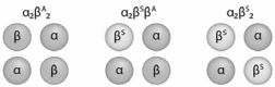 <strong>Sickle cell is a codominant disease, meaning that heterozygotes exhibit an intermediate blood cell phenotype (a mixture of normal and sickle cells)due to the blend of hemoglobin tetramers in each red blood cell. Which of the following tetramer structures would you expect to find in a carrier of SCD? </strong> A)α<sub>2</sub>β<sup>A</sup><sub>2</sub> B)α<sub>2</sub>β<sup>S</sup>β<sup>A</sup> C)α<sub>2</sub>β<sup>S</sup><sub>2</sub> D)α<sub>2</sub>β<sup>A</sup><sub>2</sub> and α<sub>2</sub>β<sup>S</sup>β<sup>A</sup> E)α<sub>2</sub>β<sup>A</sup><sub>2</sub> and α<sub>2</sub>β<sup>S</sup>β<sup>A</sup> and α<sub>2</sub>β<sup>S</sup><sub>2</sub>