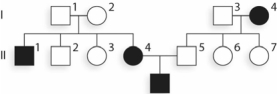 <strong>Given what you know of the inheritance pattern of SCD, what can be said of individual II-5? </strong> A)He is a carrier because his mother was affected and his son was affected. B)His children with II-4 will have a 50% chance of being carriers (β<sup>A</sup>β<sup>S</sup>). C)His children with II-4 will all have a 50% chance of being affected (β<sup>S</sup>β<sup>S</sup>). D)A and B are correct. E)A, B, and C are correct.