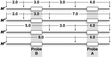 <strong>Two probes, A and B, hybridize very near each other in a region of DNA that contains RFLPs when digested with HindIII. The four maps show the location and intervening distances of the HindIII restriction sites and the binding locations of probes A and B. The maps show alleles H<sup>1</sup>-H<sup>4</sup> present in a population. What band(s)is/are seen in Southern blot analysis of a H<sup>2</sup>H<sup>3</sup> heterozygote using probe B? </strong> A)3 kb and 5 kb B)3 kb and 8 kb C)3kb, 2kb, and 8 kb D)5 kb and 8 kb E)2 kb, 3 kb, and 5 kb