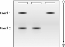 Given the following gel, which DNA fragment has a lower electrophoretic mobility?