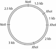 Given the following plasmid, what are the sizes of the fragments you would expect from an XhoI digest?