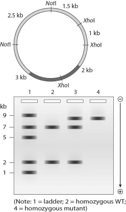 A SNP results in a loss of the XhoI site indicated in the bacterial plasmid below. You design a molecular probe that spans the lost XhoI site. Which lane represents the expected Southern blot of a bacterial cell that carries two copies of the plasmid: a normal version and the version with the lost XhoI site?