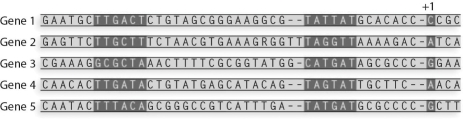 <strong>What is the -35 consensus sequence for the following sequences? </strong> A)TTGATA B)TATGAT C)TATTAT D)ACAA E)TAGTAT