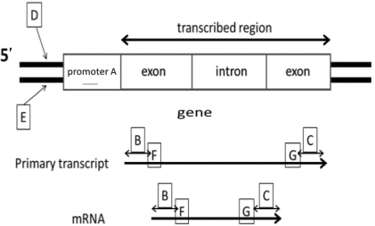 <strong>Using the accompanying diagram, which of the following corresponds to the +1 nucleotide? </strong> A)A B)B C)C D)F E)G