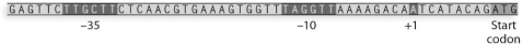 In the following prokaryotic DNA sequence, label the highlighted regions. Using the prokaryotic DNA sequence above, describe the relationship between the highlighted regions and how mutations in each region may affect gene expression.