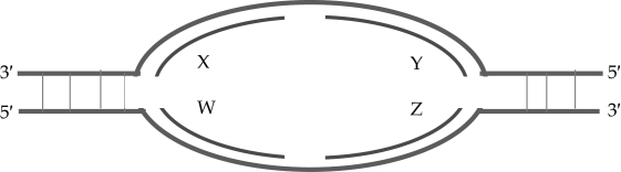 <strong>Based on the following replication bubble, which of these statements is true? </strong> A)X and Y are leading strands, W and Z are lagging strands B)X and Z are leading strands, W and Y are lagging strands C)X and W are leading strands, Y and Z are lagging strands D)W and Z are leading strands, X and Y are lagging strands E)W and Y are leading strands, X and Z are lagging strands