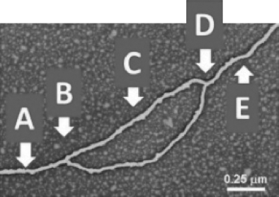 <strong>Which arrow(s)point(s)to the location of helicase in the diagram shown? </strong> A)A B)B C)C D)A and E E)B and D
