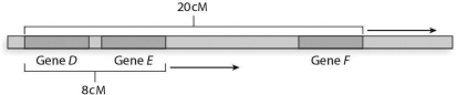 Refer to this map to answer the questions: a)What is the distance between gene E and gene F? b)Assuming I = 0, what is the probability of no crossovers between gene D and gene E? c)Assuming I = 0, what is the probability of no crossovers between gene E and gene F? d)Considering both gene pairs, what is the proportion of nonrecombinant gametes? e)What is the predicted frequency of each parental gamete (DEF/def )? f)What is the recombination frequency between gene D and gene E? g)What is the recombination frequency between gene E and gene F? h)What is the frequency of two single recombinant gametes between genes D and E? i)What is the frequency of two single recombinant gametes between genes E and F? j)What is the frequency of each of the double-recombinant gametes, DeF and dEf? k)Fill in the blanks below to prove that the sum of the frequencies of the eight predicted gamete genotypes is equal to 1.0: _______ + _______ + _______ + _______ + _______ + _______ + _______ + _______ = 1 DEF def Def dEF DEf deF DeF dEf