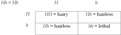 The 1:2 ratio in the offspring provides strong evidence that this trait involves a lethal allele. Thus, the Punnett square for the cross would be   You cannot design a true-breeding cross, because the hh genotype is lethal. Thus, a maximum of 2/3 of all of the offspring from any cross are predicted to be hairless.